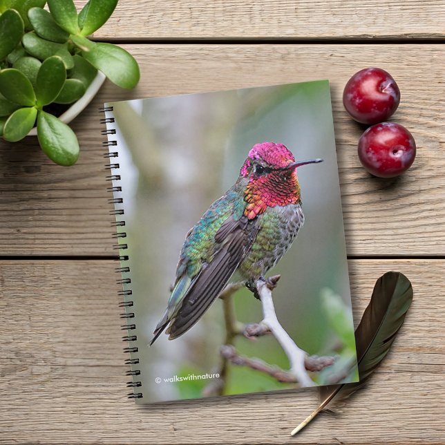 Cuaderno El colibrí de Ana masculino imponente en el árbol (Stunning Anna's Hummingbird on the Plum Tree Journal Cover Photo)