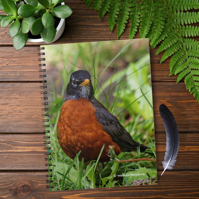 Cuaderno El curioso Robin Songbird en la hierba (Curious American Robin in the Grass Journal Cover Photo)