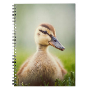 Cuaderno El Ducking del pato silvestre del bebé