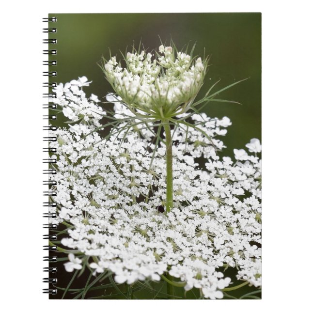 Cuaderno El encaje de la Reina Ann (Frente)