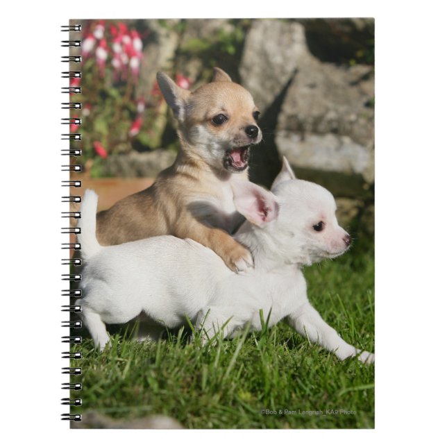 Cuaderno El jugar del perrito de la chihuahua (Frente)