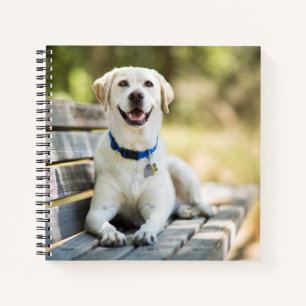 Cuaderno El Labrador Amarillo Está En El Banco