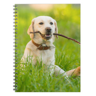 Cuaderno El Labrador Amarillo Juega A La Bota Con Palo
