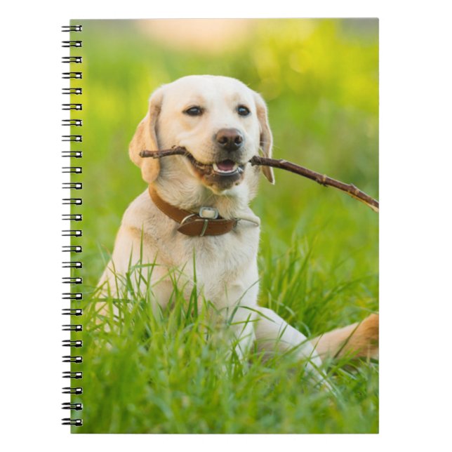 Cuaderno El Labrador Amarillo Juega A La Búsqueda Con Palo (Frente)