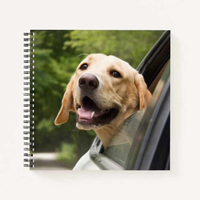 Cuaderno El Labrador Dorado En El Espejo Rearview (Anverso)