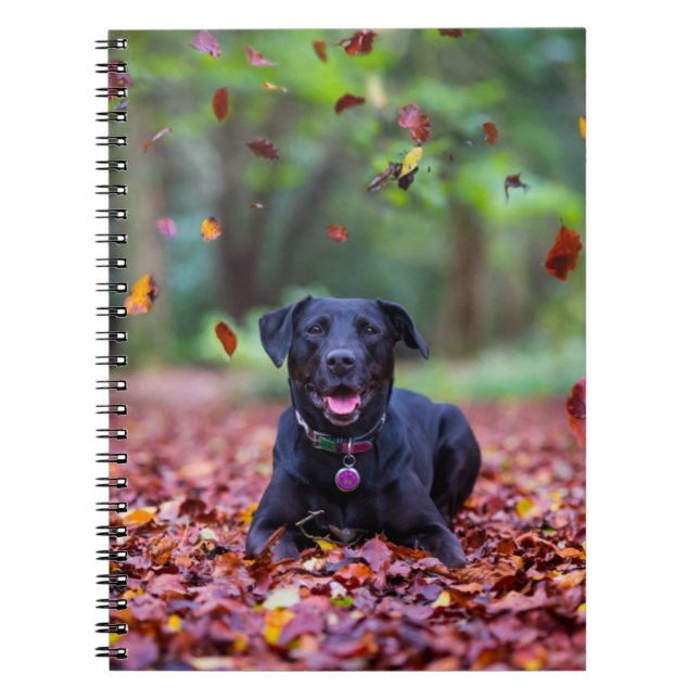 Cuaderno El Labrador Negro En Hojas Caídas (Frente)