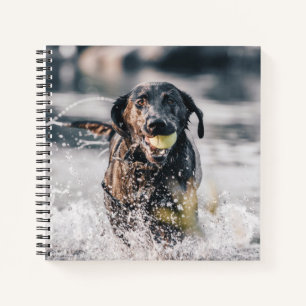 Cuaderno El Labrador Negro Juega A La Búsqueda En El Agua