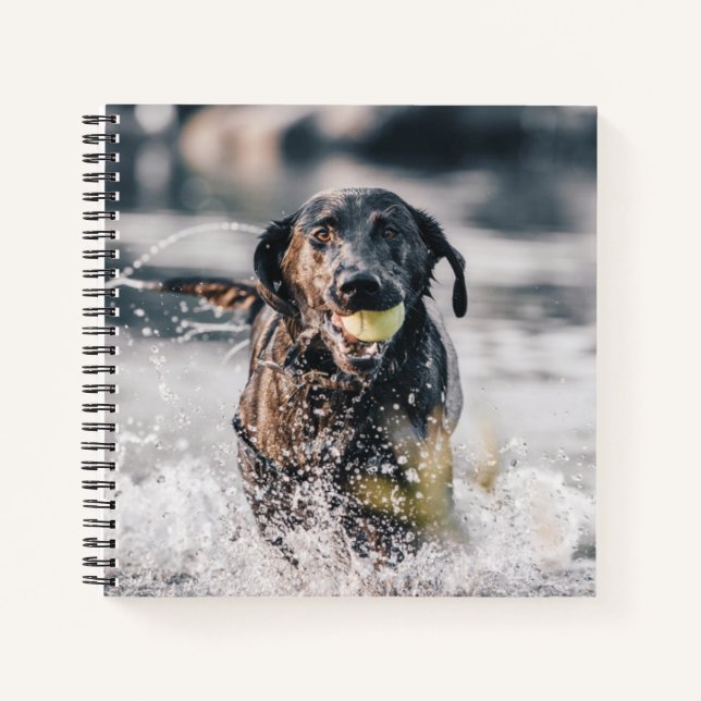 Cuaderno El Labrador Negro Juega A La Búsqueda En El Agua (Anverso)