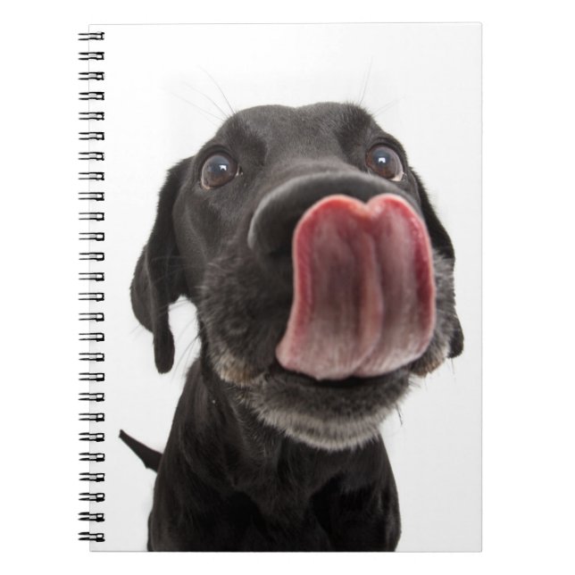 Cuaderno El labrador negro se pega la nariz (Frente)