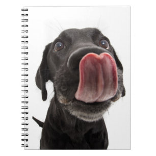 Cuaderno El labrador negro toca la nariz