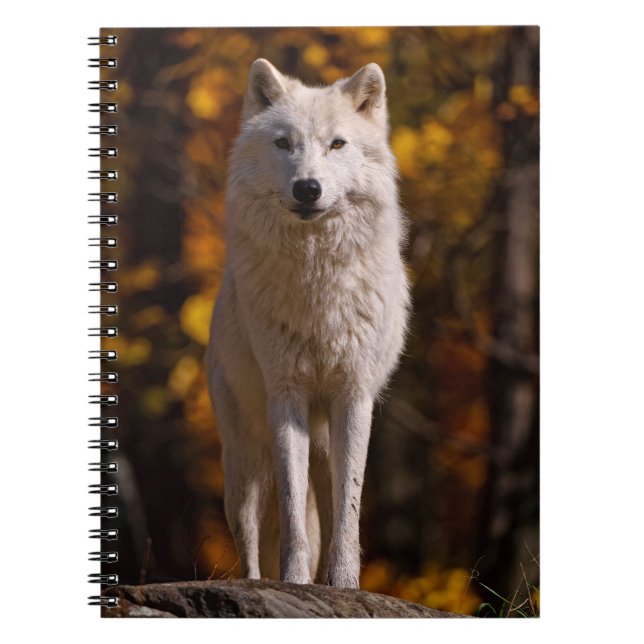 Cuaderno El lobo ártico al rock (Frente)