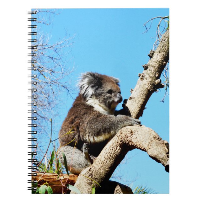 Cuaderno El Oso Australiano De Koala En El Viejo Árbol De P (Frente)