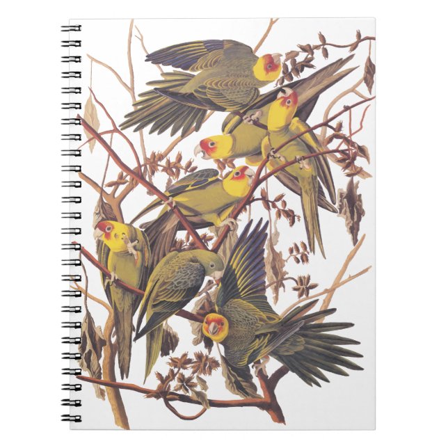 Cuaderno El paracaídas de Carolina de Audubon (Frente)