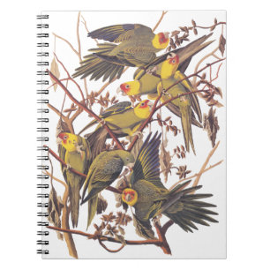 Cuaderno El paracaídas de Carolina de Audubon