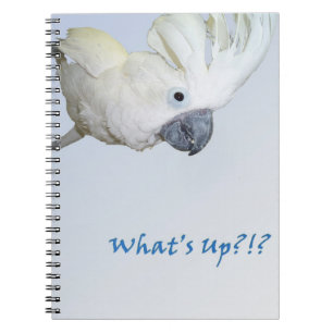 Cuaderno El pedir del Cockatoo del paraguas cuál está par