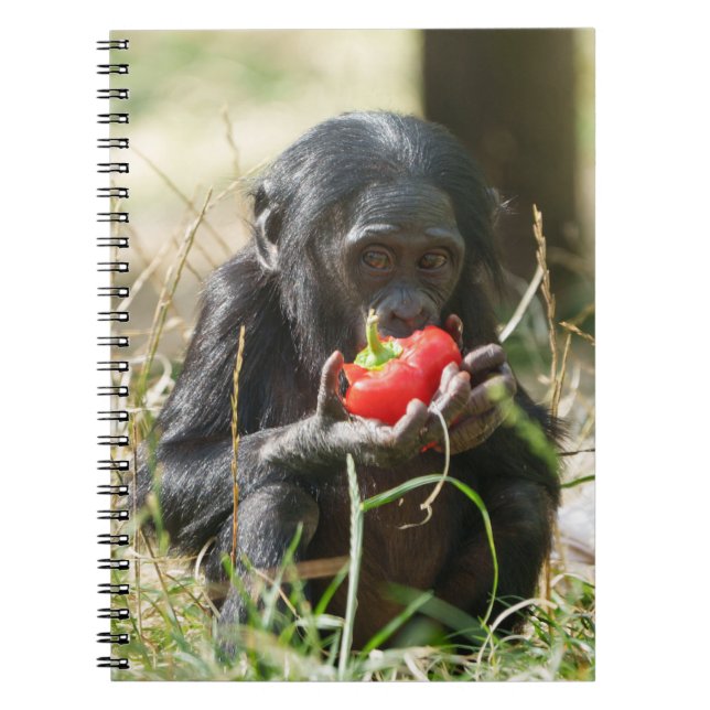 Cuaderno El picnic de Bonobo (Frente)