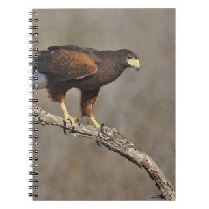 Cuaderno El raptor de Harris perchado en el halcón