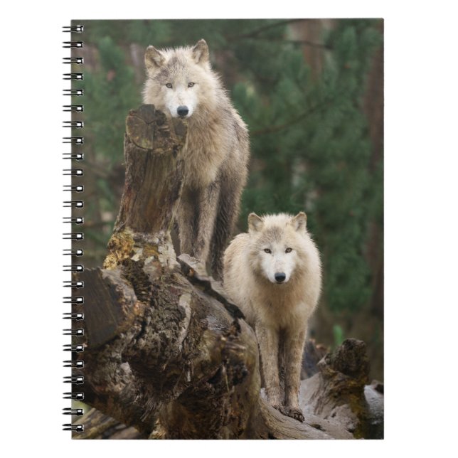 Cuaderno El reino de los lobos blancos (Frente)