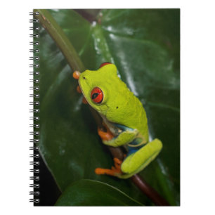 Cuaderno El rojo observa la rana en tronco