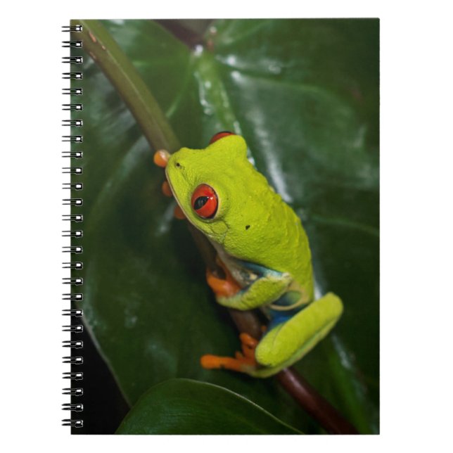 Cuaderno El rojo observa la rana en tronco (Frente)