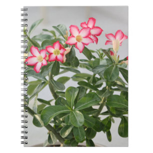 Cuaderno El rosa de desierto florece la planta