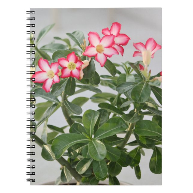 Cuaderno El rosa de desierto florece la planta (Frente)