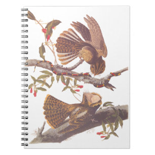 Cuaderno El tarro de viudas de Chuck Will con serpiente de 