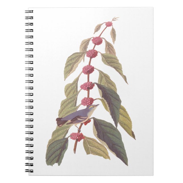 Cuaderno El viejo pájaro de la guerra verde azul de Audubon (Frente)