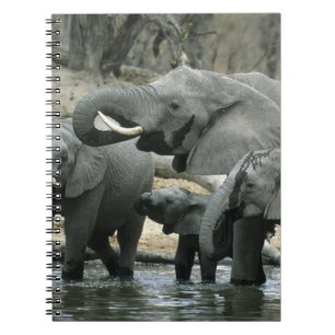 Cuaderno Elefante africano, (Loxodonta africana), bebiendo