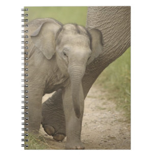 Cuaderno Elefante indio / asiático y cría, Corbett 2