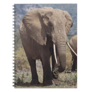Cuaderno Elefante madre caminando con cría de elefante