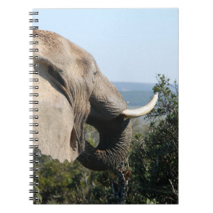 Cuaderno Elefante silvestre comiendo, Sudáfrica