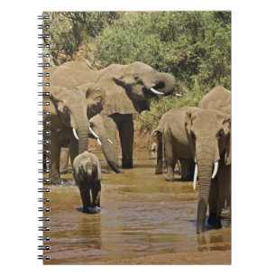 Cuaderno Elefantes africanos, Loxodonta Africana, Samburu