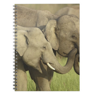 Cuaderno Elefantes asiáticos indios