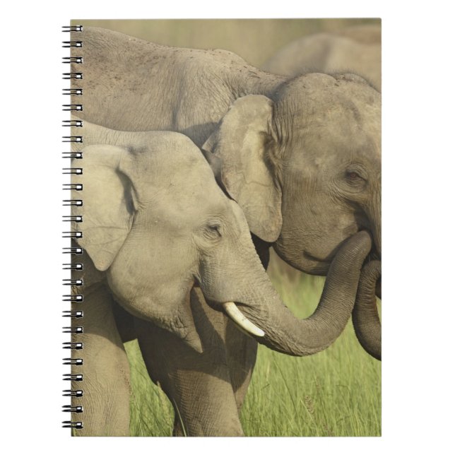 Cuaderno Elefantes asiáticos indios (Frente)