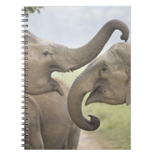 Cuaderno Elefantes asiáticos indios jugando a luchar