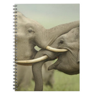 Cuaderno Elefantes asiáticos indios jugando a pelear