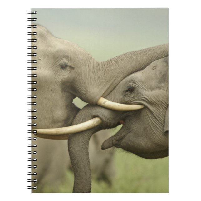 Cuaderno Elefantes asiáticos indios jugando a pelear (Frente)