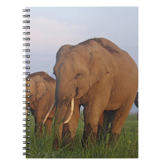 Cuaderno Elefantes indios en la pradera (Frente)