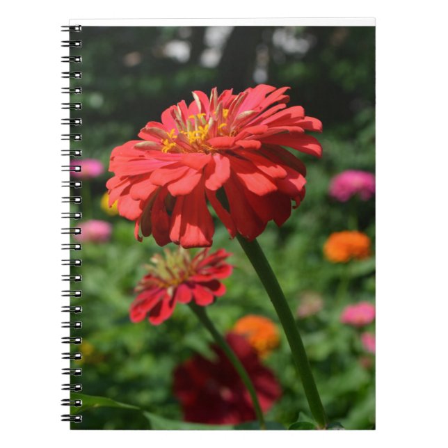 Cuaderno Elegante naranja rojo florido jardín (Frente)