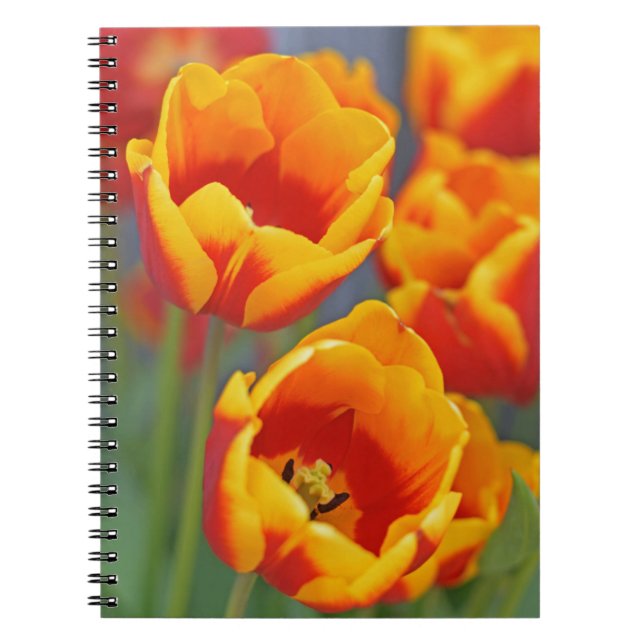 Cuaderno Elegante retrato FLower de tulipán amarillo y rojo (Frente)