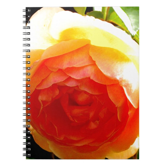 Cuaderno Elegante rosa floral de albaricoque rojo de durazn (Frente)