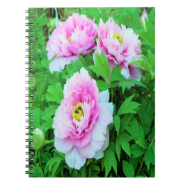 Cuaderno Elegantes flores de peón rosado con centro amarill