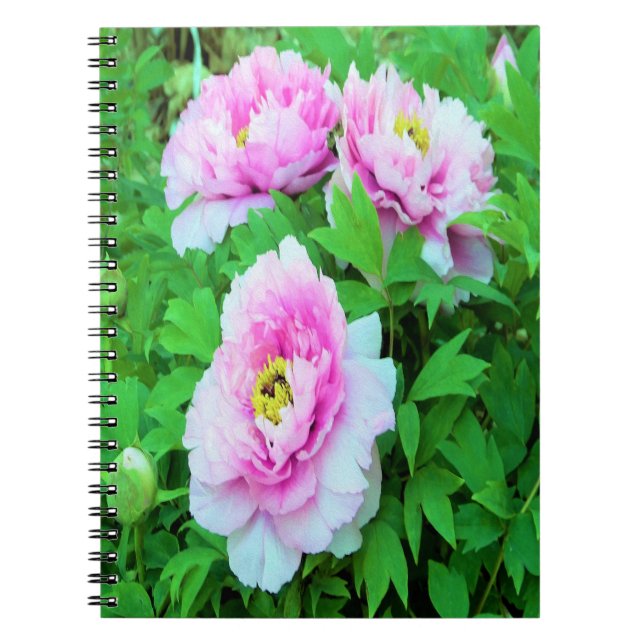 Cuaderno Elegantes flores de peón rosado con centro amarill (Frente)