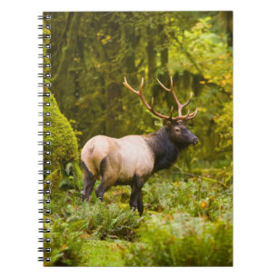 Cuaderno Elk Bull Roosevelt Parado En Meadow