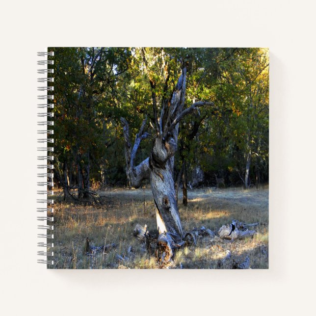 Cuaderno En el bosque...... (Anverso)