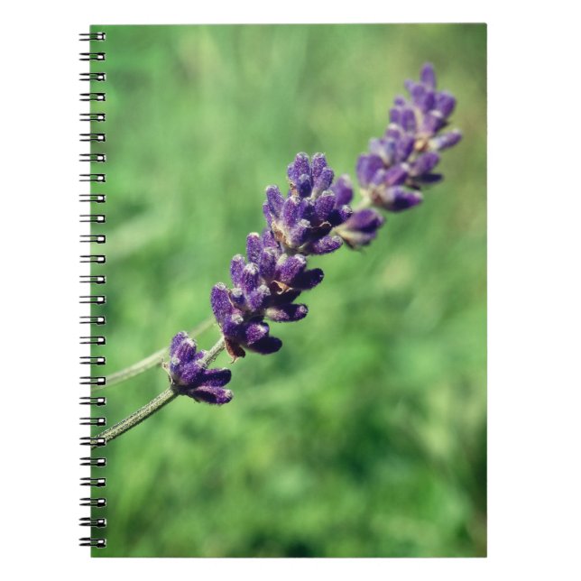 Cuaderno en espiral de foto de lavanda (Frente)