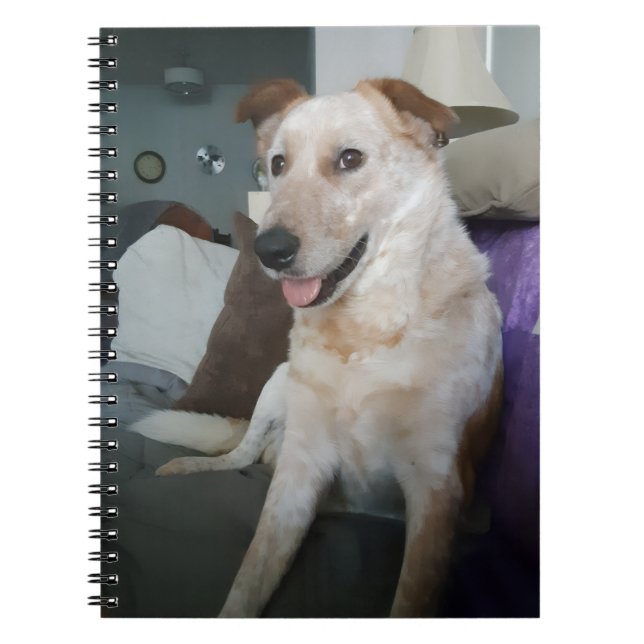 Cuaderno en espiral de Red Heeler (Frente)