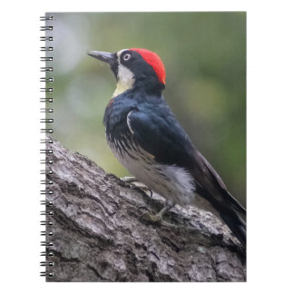 Cuaderno en espiral del pájaro carpintero de bello