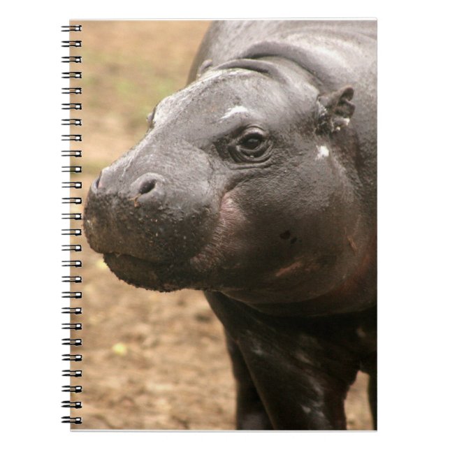 Cuaderno enano del hipopótamo (Frente)